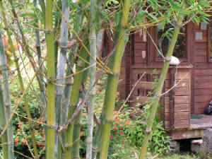 bamboocottage.jpg
